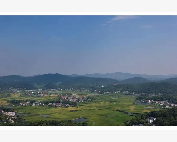 小狗早产体质调理秘籍，助其健康成长！